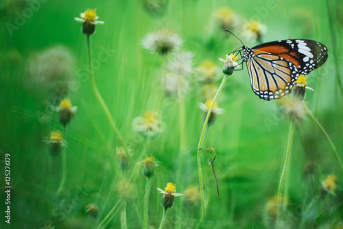 Butterfly, Coatbuttons, Mexican daisy flower ,green grass background with the use of Mirror lens in photography.