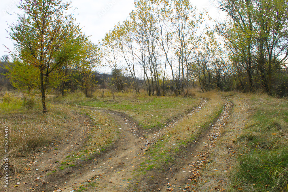 Forked rural roads in autumn forest