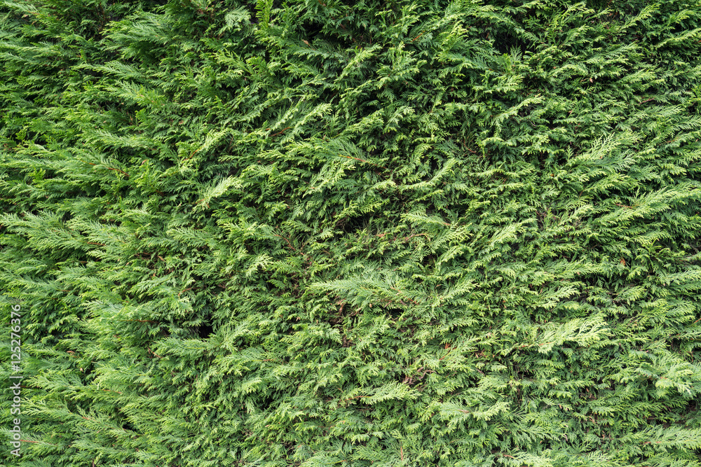 Evergreen Hedge Texture. Green Fence. Bush Wall. Evergreen Hedge Texture. Green Fence. Bush Wall.