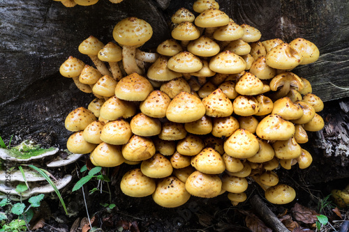 Cluster of Mushrooms on Forest Tree