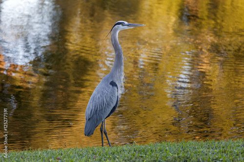 Grey heron walking along the pond