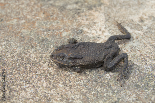 dried toad. frog dry.