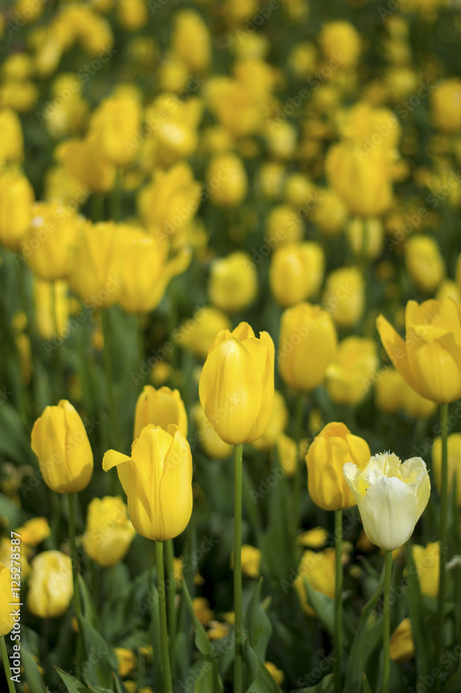 Tulip and many flower blossom in Floriade Canberra 2016 Tulip and many flower blossom in Floriade Canberra 2016