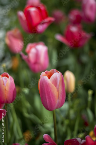 Tulip and many flower blossom in Floriade Canberra 2016