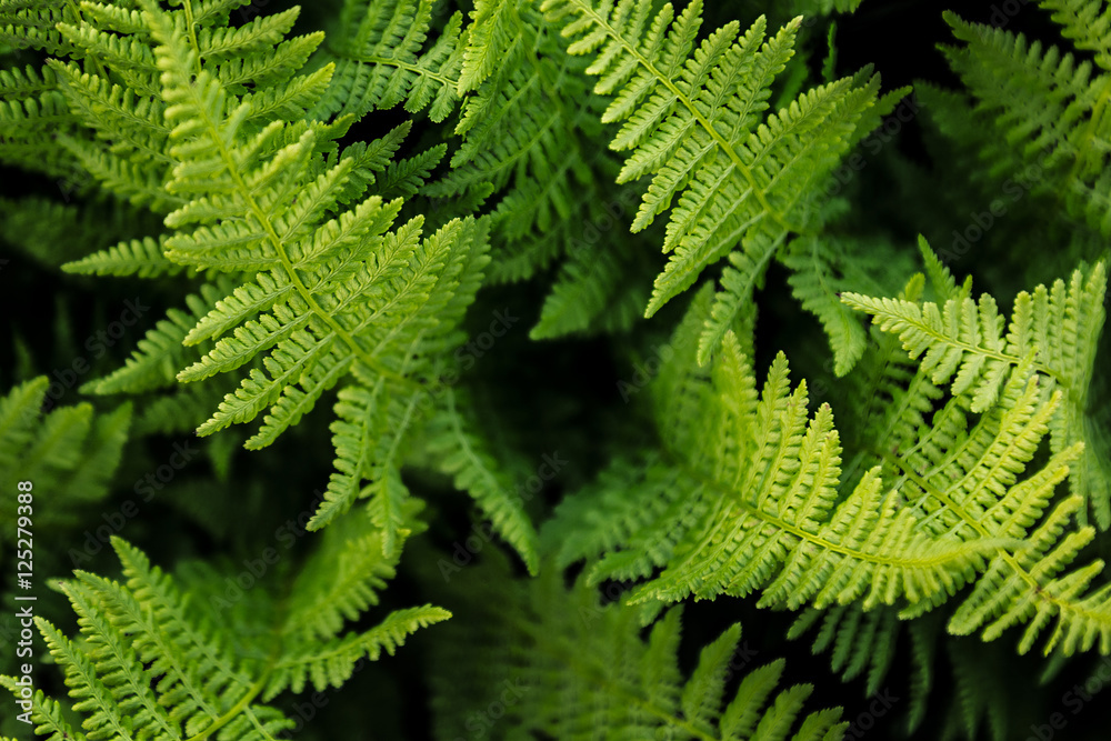 Rich green fern closeup. Floral background. Rich green fern closeup. Floral background.
