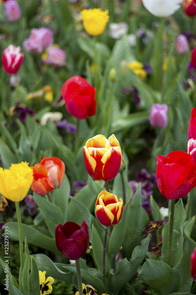 Tulip and many flower blossom in Floriade Canberra 2016 Tulip and many flower blossom in Floriade Canberra 2016