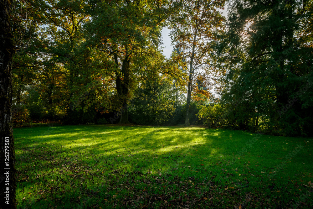 Meadow Landscape with Sunlight shining through trees in a Park in Autumn