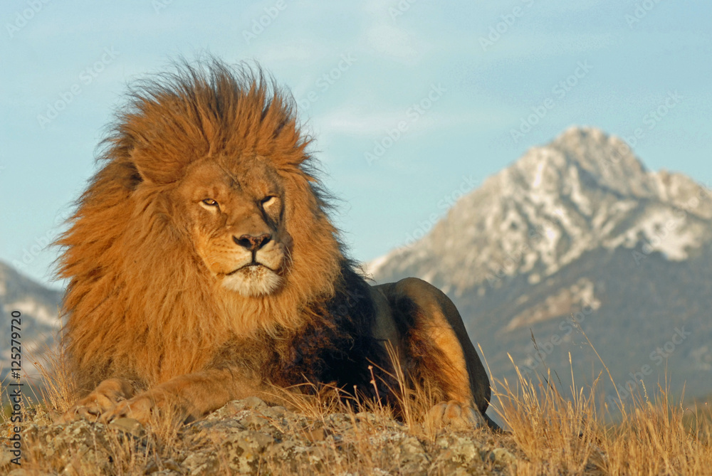 lion with a view