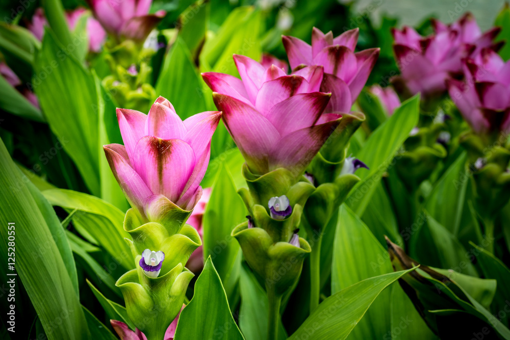 Fototapeta premium Siam tulip flowers