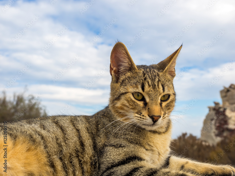 Naklejka premium Cat of Santorini island