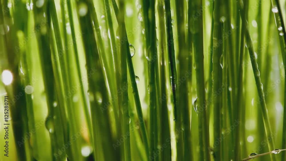 Dew drops on leaves grass with sunlight backgrounds Dew drops on leaves grass with sunlight backgrounds