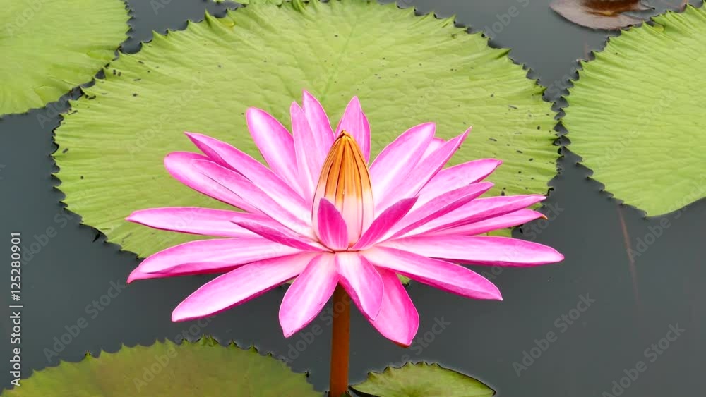 The pink lotus in the pond. Nature background. The pink lotus in the pond. Nature background.