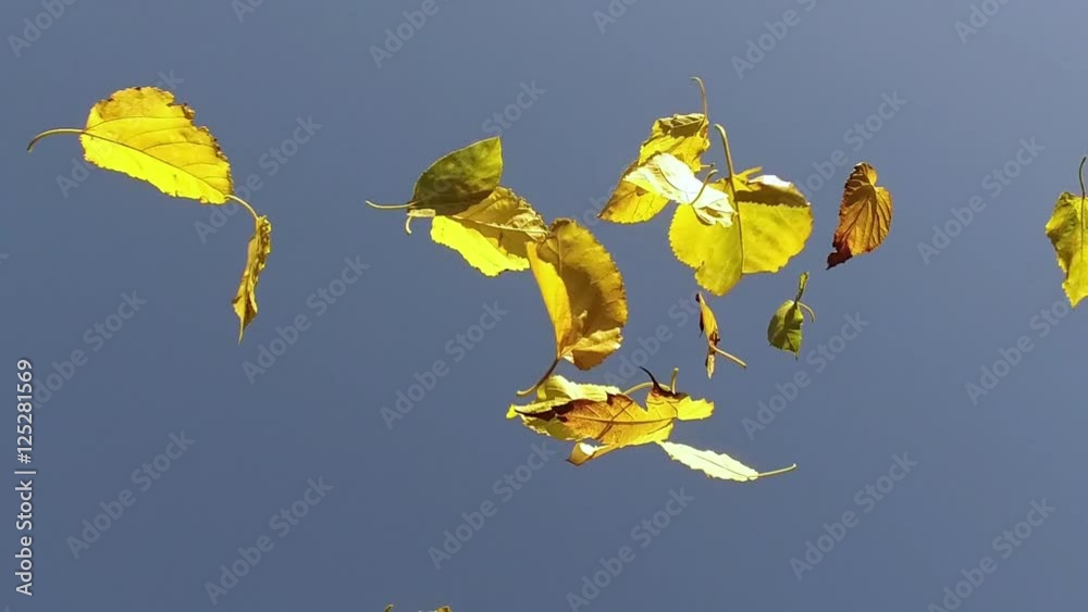 feuilles d'arbre jaunes qui tombent sous un fond de ciel bleu
