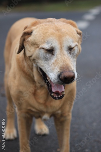 Dog Labrador yawning  g  hnender Hund Labrador