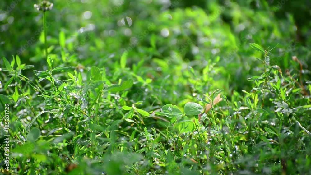 green grass wet from rain green grass wet from rain