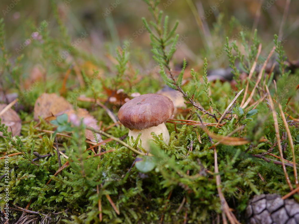 boletus boletus