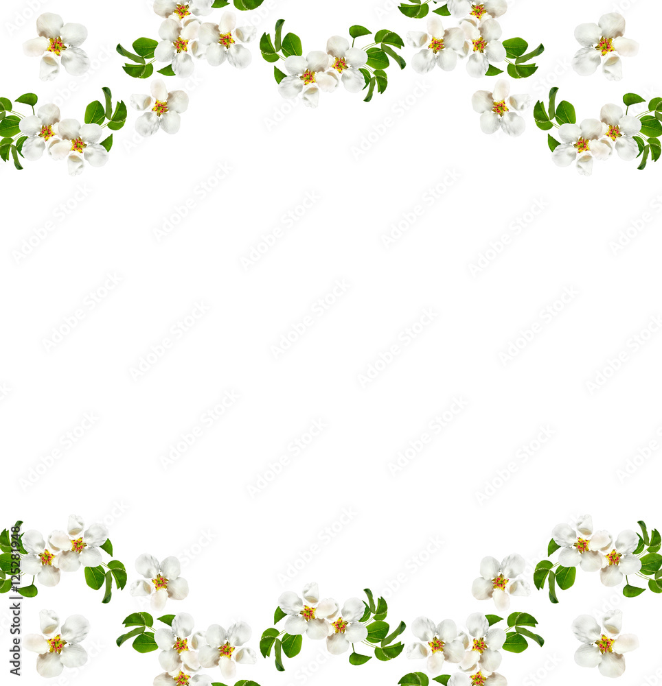 Flowering branch of apple isolated on a white background. Spring Flowering branch of apple isolated on a white background. Spring