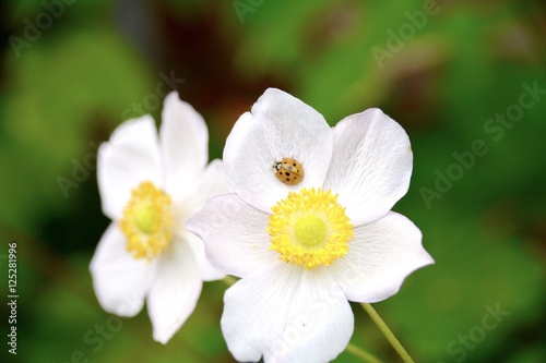 Marienkäfer auf Blüte