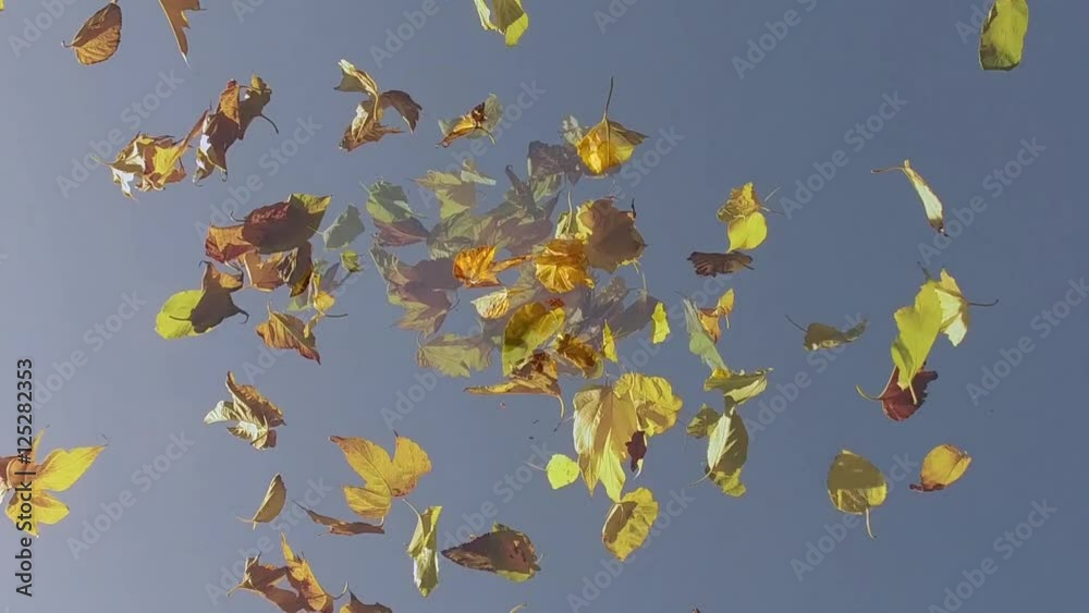 feuilles d'arbre jaunes qui tombent au ralentis sous un ciel bleu