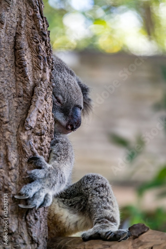 Fototapeta Naklejka Na Ścianę i Meble -  Sleeping koala on branch