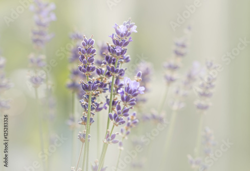 Fototapeta Naklejka Na Ścianę i Meble -  Lavendel ( Lavandula ) im zarten Licht
