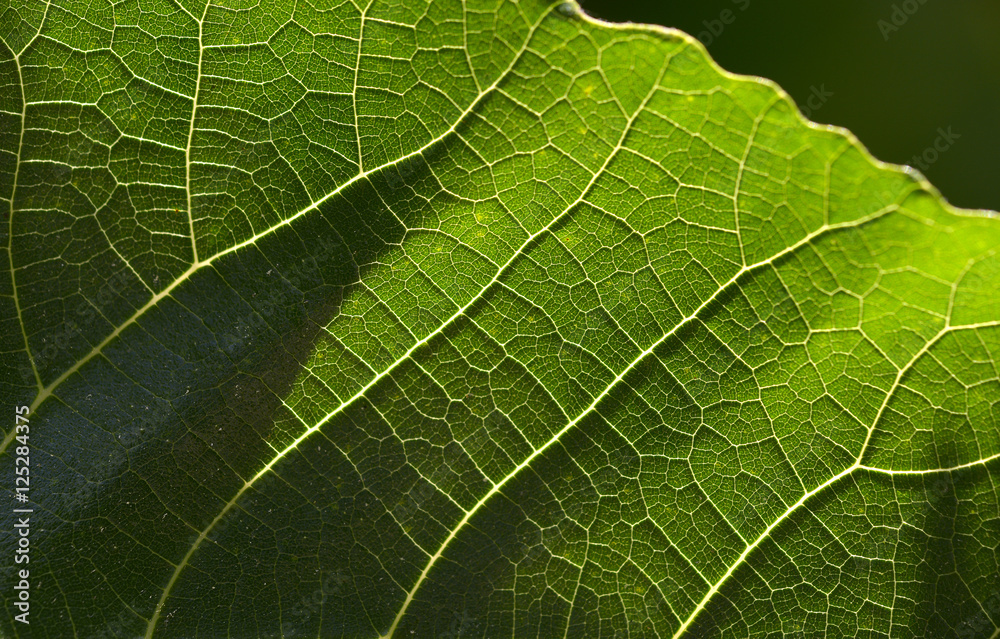 super macro shot of Green leaves super macro shot of Green leaves