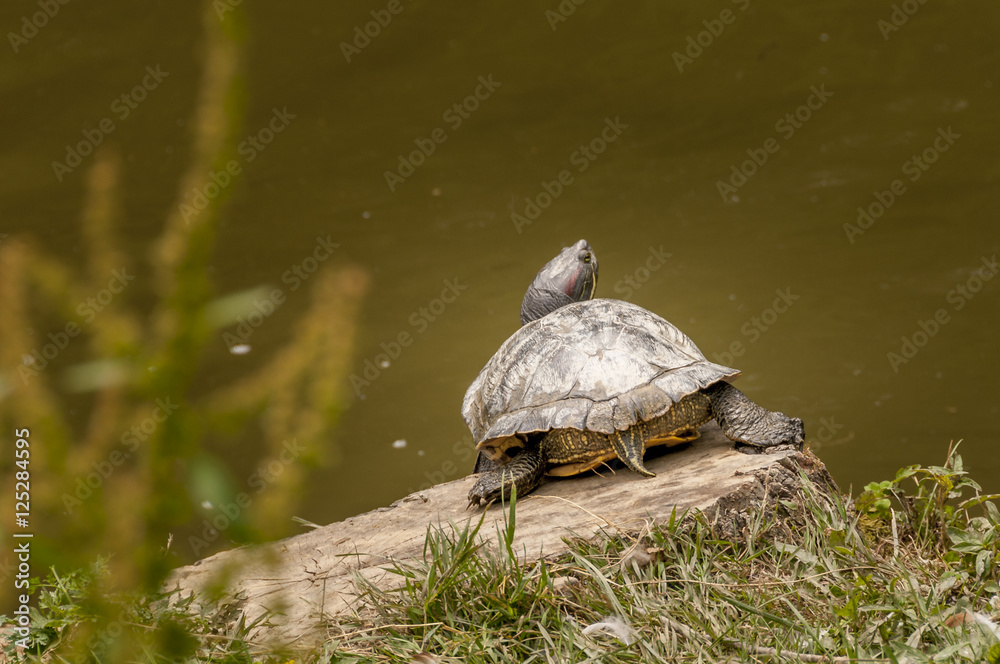Obraz premium Turtle bathing in sun