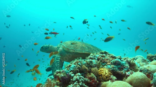 Green Sea turtle on a colorful coral reef with plenty fish. 4k footage