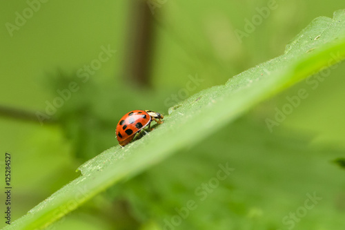 Ladybug on foliage