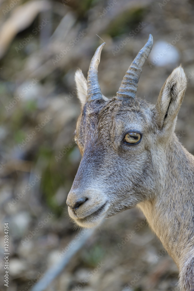 Young Alpine Ibex