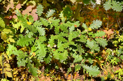 Botany, Oak leaves