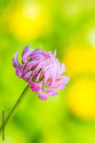 Vibrant Clover Flower on Natural Background