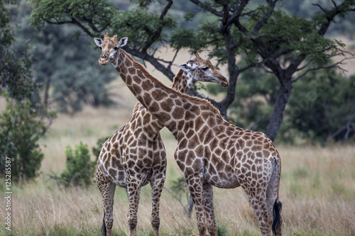Giraffe  - Giraffa camelopardalis