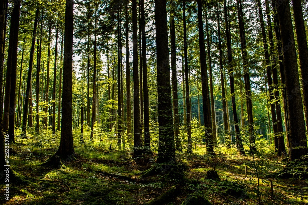 Obraz premium Zalany słońcem las w Austrii