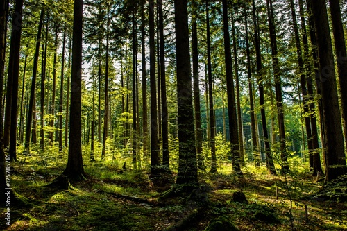 Sonnendurchfluteter Wald in Österreich © grafxart