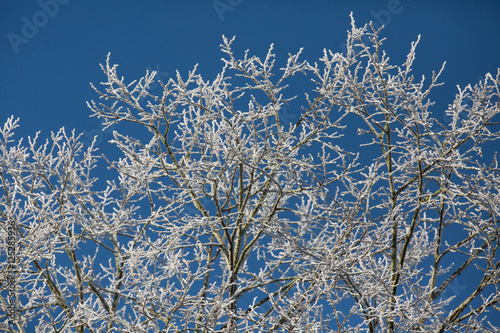frosted tree branch tips on blue sky © Randy Charlston