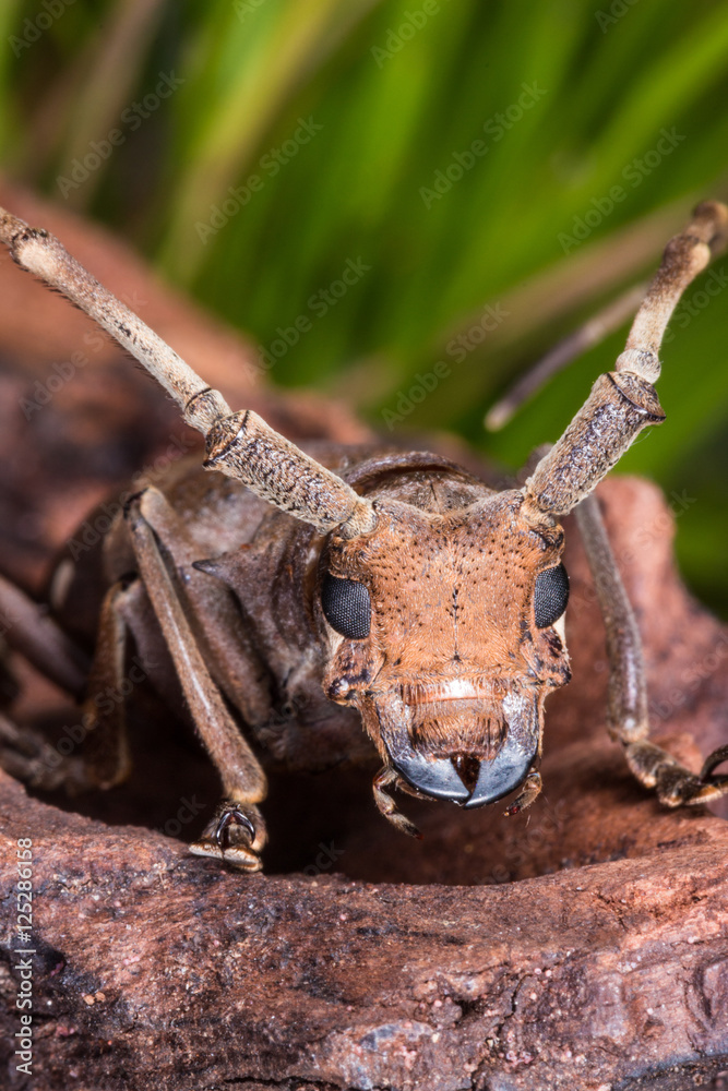 Fototapeta premium Longhorn beetle (Paraleprodera inidiosa), Beetle