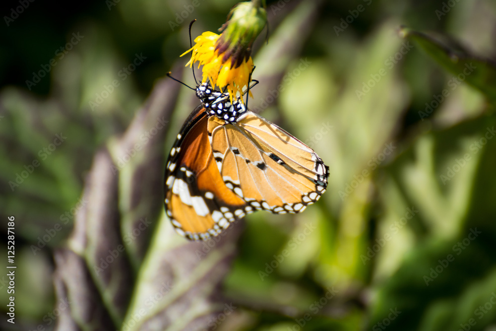 Fototapeta premium Orange butterfly on the flower in the garden