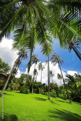 Tropical garden