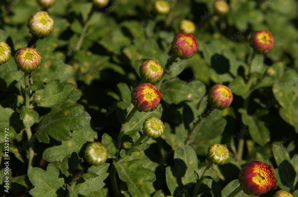 chrysanthèmes en bouton
