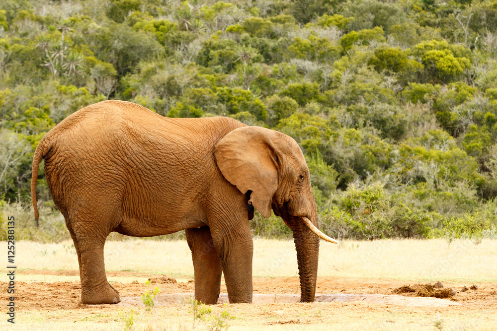 Fototapeta premium Bush Elephant with feet and trunk in the dam