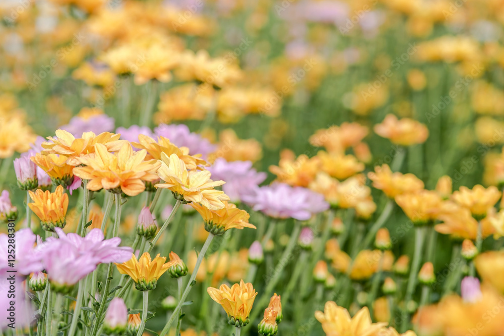 Obraz premium Pink chrysanthemum for background; selective focus; place for text.