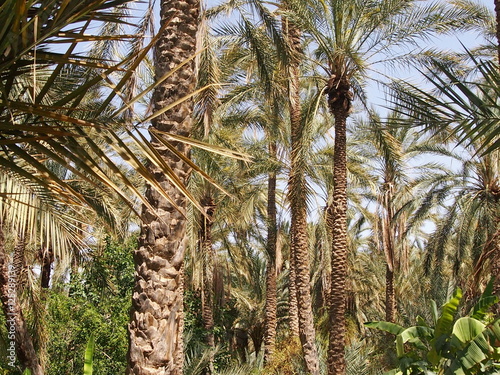 финиковые пальмы растущие в оазисе пустыни Сахара