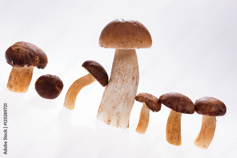 Group of mushroom, isolated on white background Group of mushroom, isolated on white background