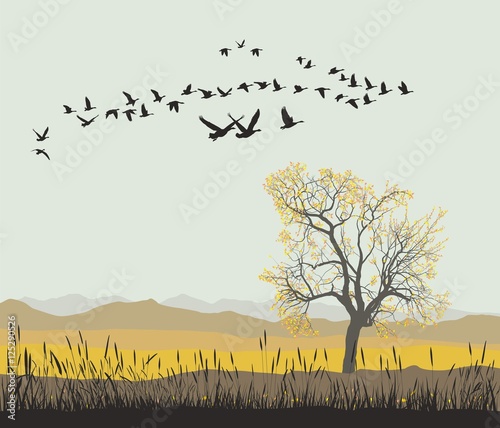 Autumn migration of wild geese