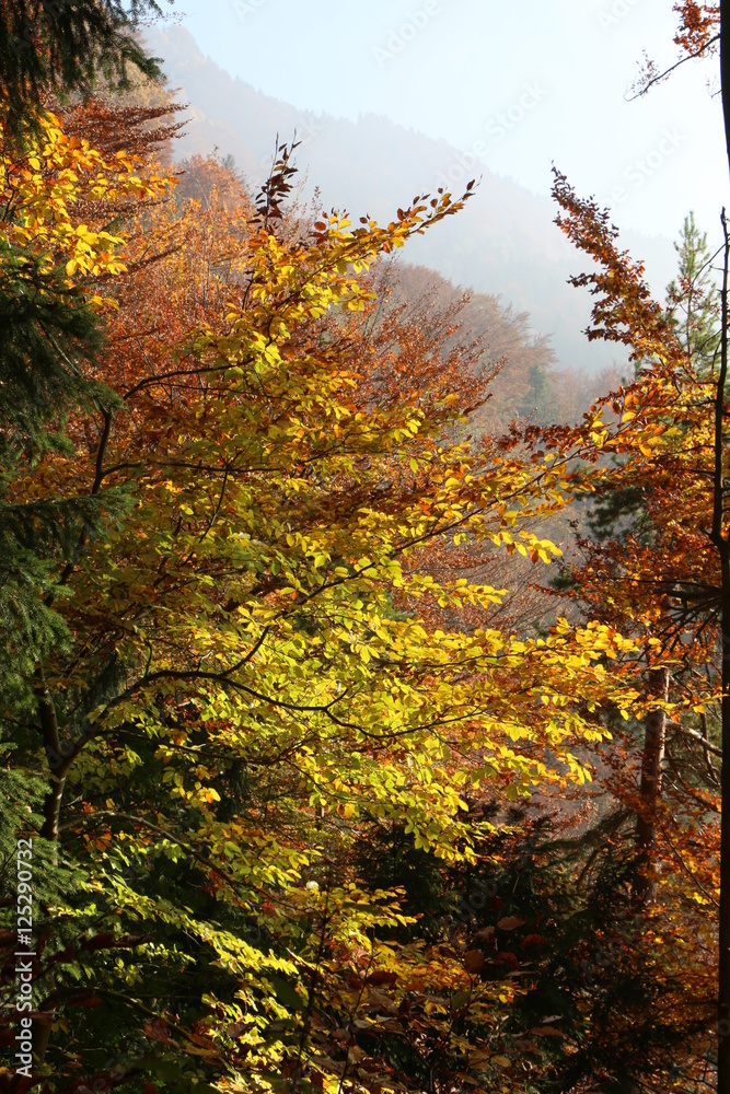 Autumn Forest, Herbstwald