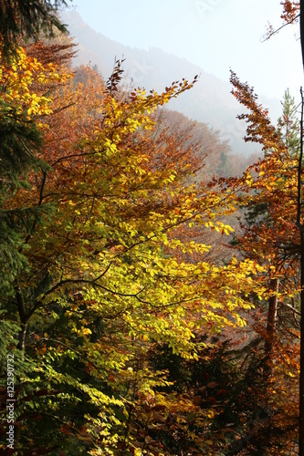 Autumn Forest, Herbstwald © vulkanismus