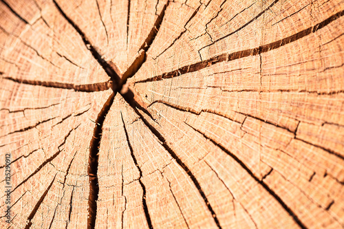 Deep cracked stump texture macro shot.