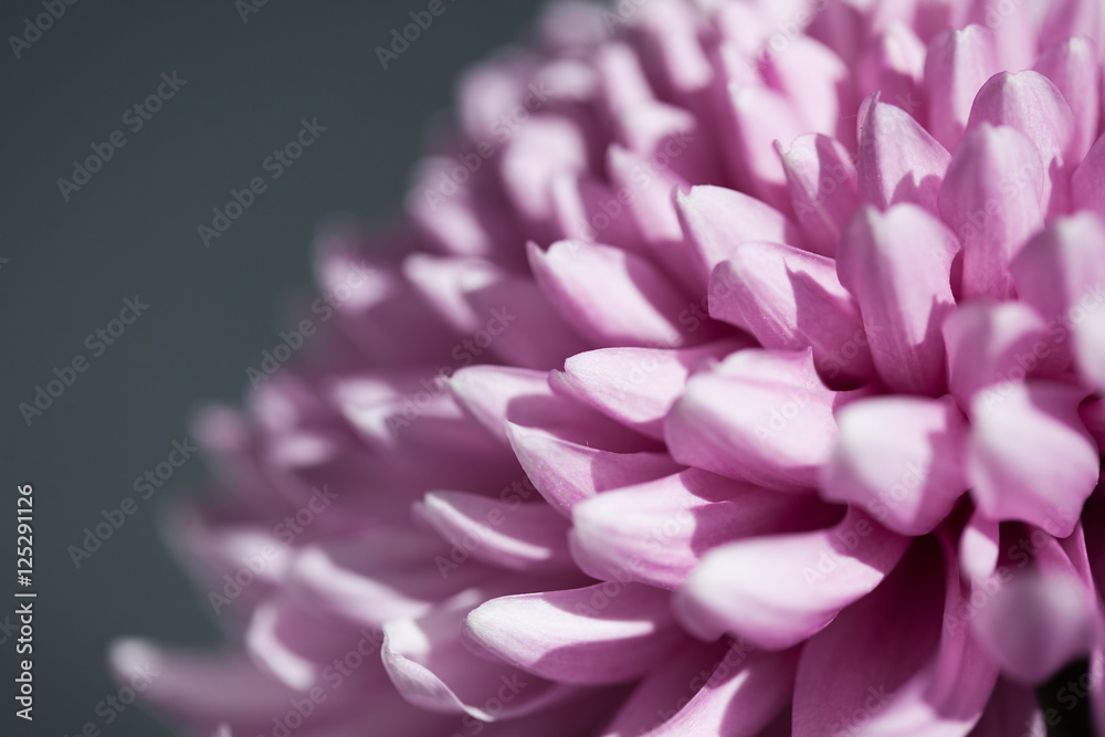 Beautiful purple chrysanthemum background