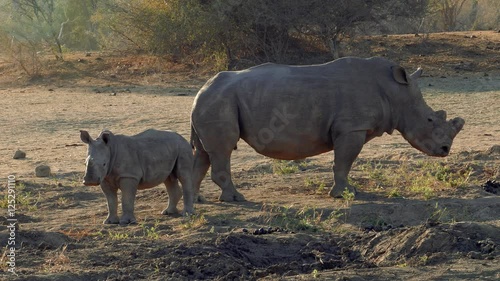 Rhino calf with mother in the bush of a game reserve in south africa